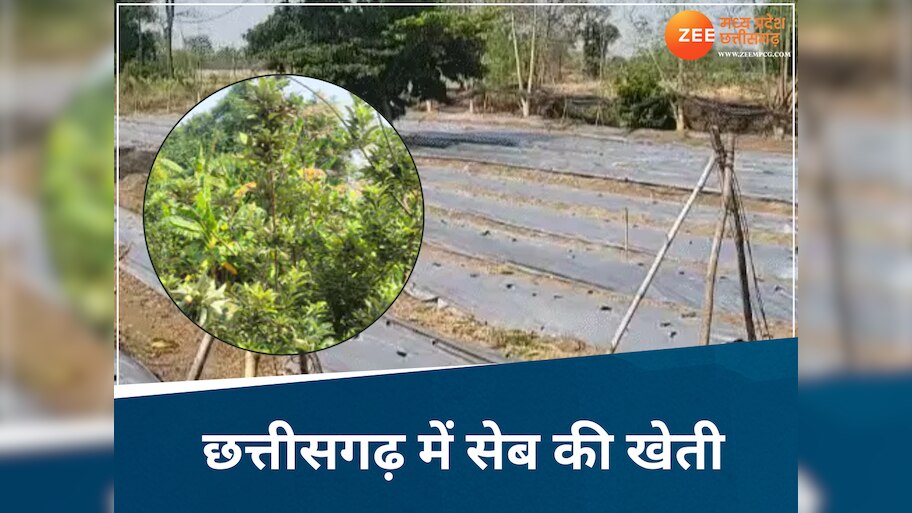 न कश्मीर...न हिमाचल, अब छत्तीसगढ़ में भी उगेगा सेब, 43°C की गर्मी में युवा किसान ने लगाई नर्सरी