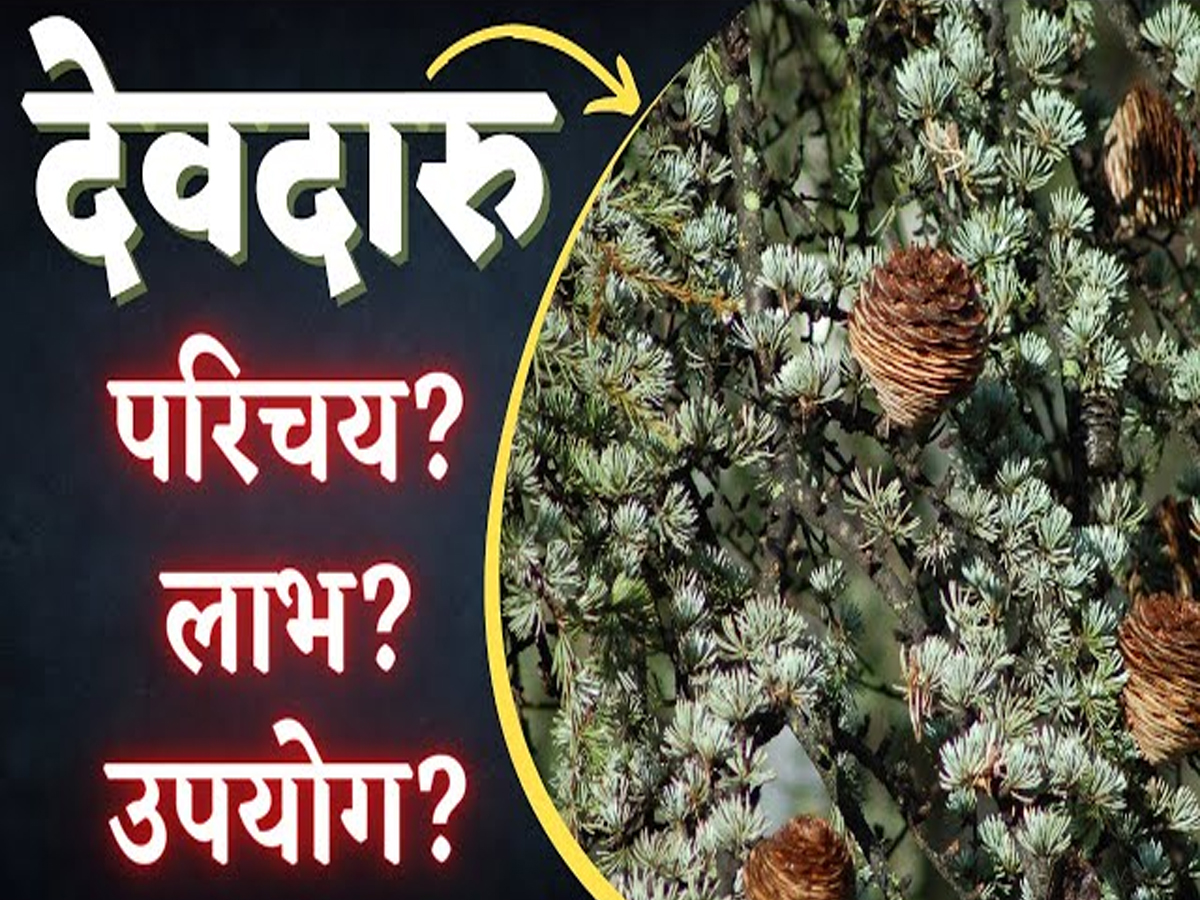 Devdar Sapling devdaaru tree found in Uttarakhand panacea for many diseases Its ...