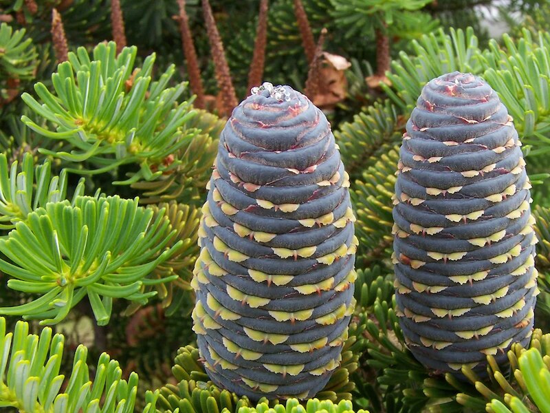 devdaaru tree found in Uttarakhand panacea for many diseases Its ...