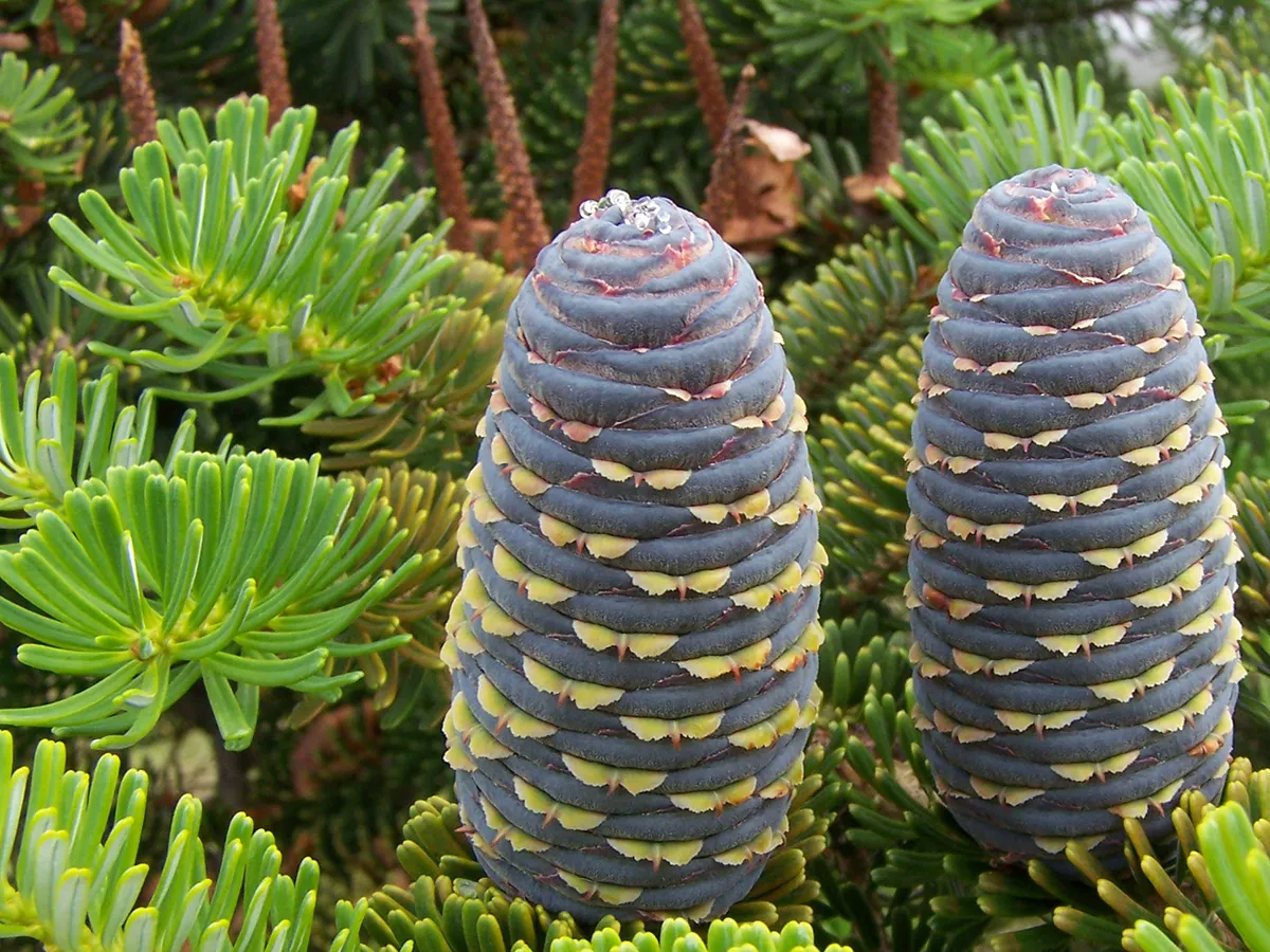 Devdar Sapling devdaaru tree found in Uttarakhand panacea for many diseases Its ...