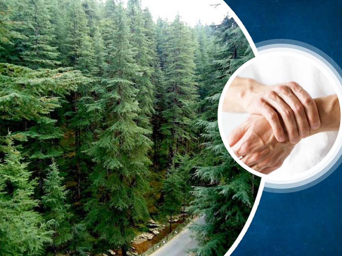 devdaaru tree found in Uttarakhand panacea for many diseases Its ...