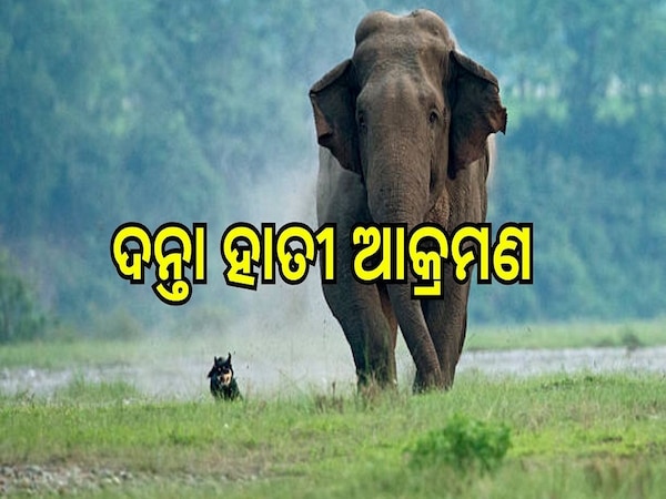 Elephant Attack: ଦନ୍ତା ହାତୀ ଆକ୍ରମଣରେ ଚାଲିଗଲା ବୃଦ୍ଧାଙ୍କ ଜୀବନ 