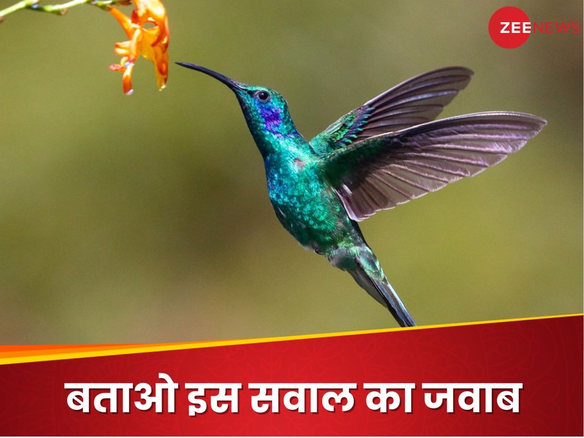 GK: ऐसा कौन सा पक्षी है जो पीछे की ओर उड़ सकता है? 
