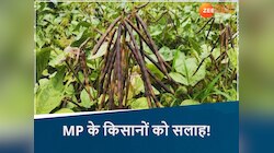 मूंग को जल्दी पकाने के चक्कर में न करें ये गलती, वरना हो सकता है भारी नुकसान