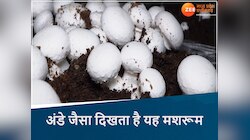  ये खास मशरूम MP के इन इलाकों में देता है तगड़ा मुनाफा, किसान जून तक करें इसकी खेती
