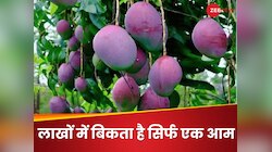 हीरे-सोना से भी ज्यादा महंगा होता है ये आम, फ्रिज नहीं तिजोरी में रखते हैं लोग!