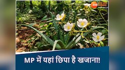 उत्तराखंड ही नहीं MP की इन पहाड़ियों में भी छिपी हैं चमत्कारी जड़ी-बूटियां, जानें