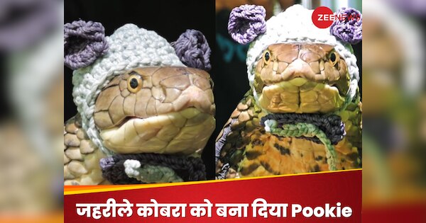 Poisonous cobra was made into Pookie People were shocked after watching ...