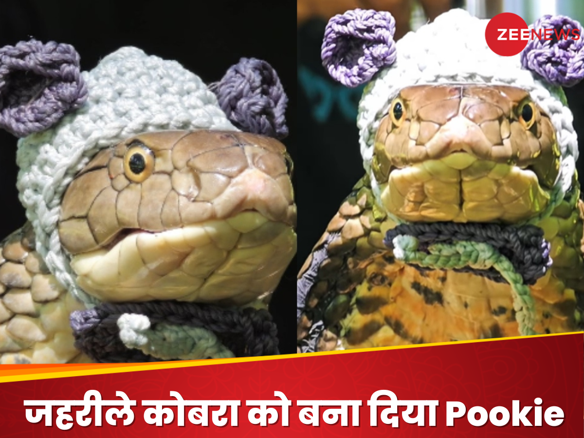 Poisonous cobra was made into Pookie People were shocked after watching ...