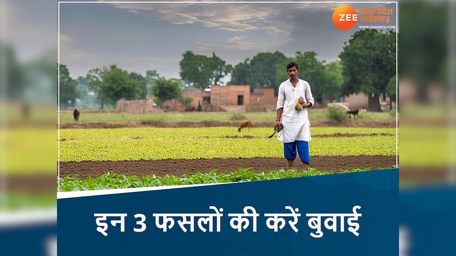 मानसून आने से पहले करें MP में इन 3 फसलों की बुवाई, कम समय में होगी तगड़ी कमाई, जानें तरीका