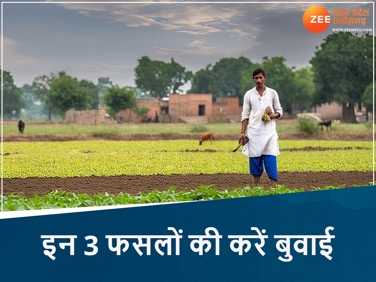 मानसून आने से पहले करें MP में इन 3 फसलों की बुवाई, कम समय में होगी तगड़ी कमाई, जानें तरीका मानसून आने से पहले करें MP में इन 3 फसलों की बुवाई, कम समय में होगी तगड़ी कमाई, जानें तरीका