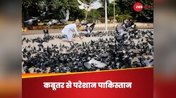 भारत-पाक टेंशन के बीच, कराची में कबूतरों का 'आतंक', हवा में घुल रही ये जहरीली बीमारी