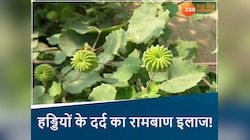हड्डियों के दर्द का रामबाण इलाज, छत्तीसगढ़ी जड़ी-बूटी के जानें चमत्कारी फायदे
