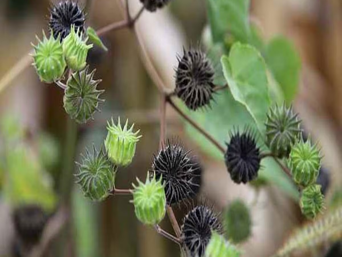 health benefits of atibala plant use in fever and joint pain relief ...