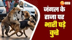 कुत्ते पर हमला गुलदार को पड़ा भारी, साथी कुत्तों ने धावा बोल भागने पर किया मजबूर
