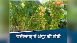 महाराष्ट्र ही नहीं, अब छत्तीसगढ़ में भी होती है अंगूर की खेती, किसान हो रहे मालामाल