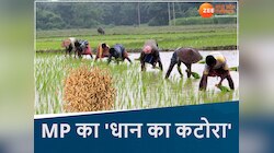 छत्तीसगढ़ ही नहीं, MP के इस जिले को भी कहा जाता है 'धान का कटोरा'; जानें कहां