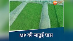 दुधारू पशुओं को खिलाएं ये जादुई घास, दिन दूना-रात चौगुना दूध देगी गाय-भैंस!