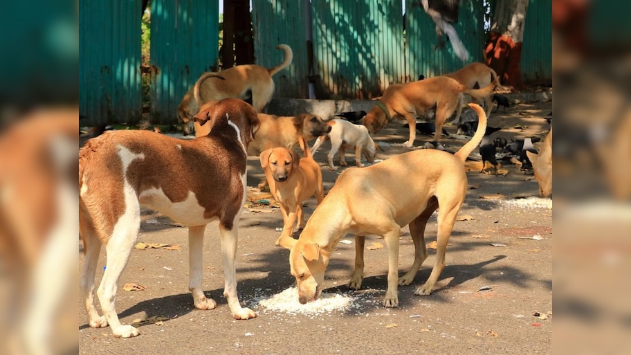 Street Dog fears: ବୁଲାକୁକୁର ଭୟ: ମାସକୁ ହେବ ୨ ହଜାର ବନ୍ଧ୍ୟାକରଣ 