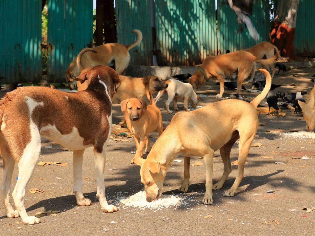 Street Dog fears: ବୁଲାକୁକୁର ଭୟ: ମାସକୁ ହେବ ୨ ହଜାର ବନ୍ଧ୍ୟାକରଣ Street Dog fears: ବୁଲାକୁକୁର ଭୟ: ମାସକୁ ହେବ ୨ ହଜାର ବନ୍ଧ୍ୟାକରଣ