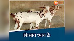 गाय-भैंस को टक्कर देती हैं इन नस्लों की बकरी, दूध-मांस से जबरदस्त होगी कमाई