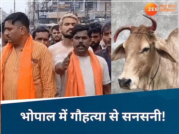 भोपाल में गौहत्या की सनसनीखेज वारदात! 6 हिस्सों में कटी गाय बरामद, बजरंग दल ने मचाया हंगामा...!