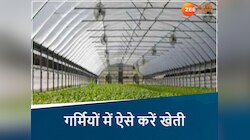  अब गर्मियों में भी हो रही खीरा-ककड़ी की खेती, MP के किसानों नें अपनाई ये तकनीक