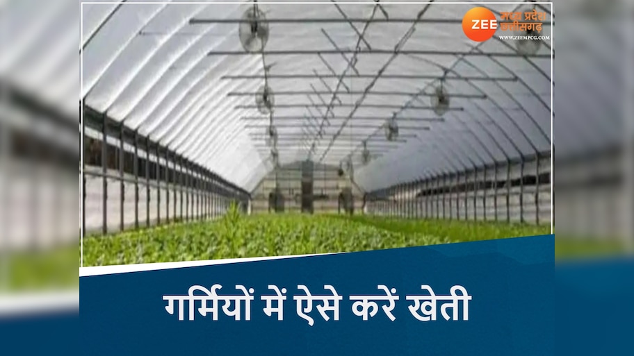 पहले सूने पड़े रहते थे खेत, अब गर्मियों में भी हो रही खीरा-ककड़ी की खेती, MP के किसानों नें अपनाई ये तकनीक
