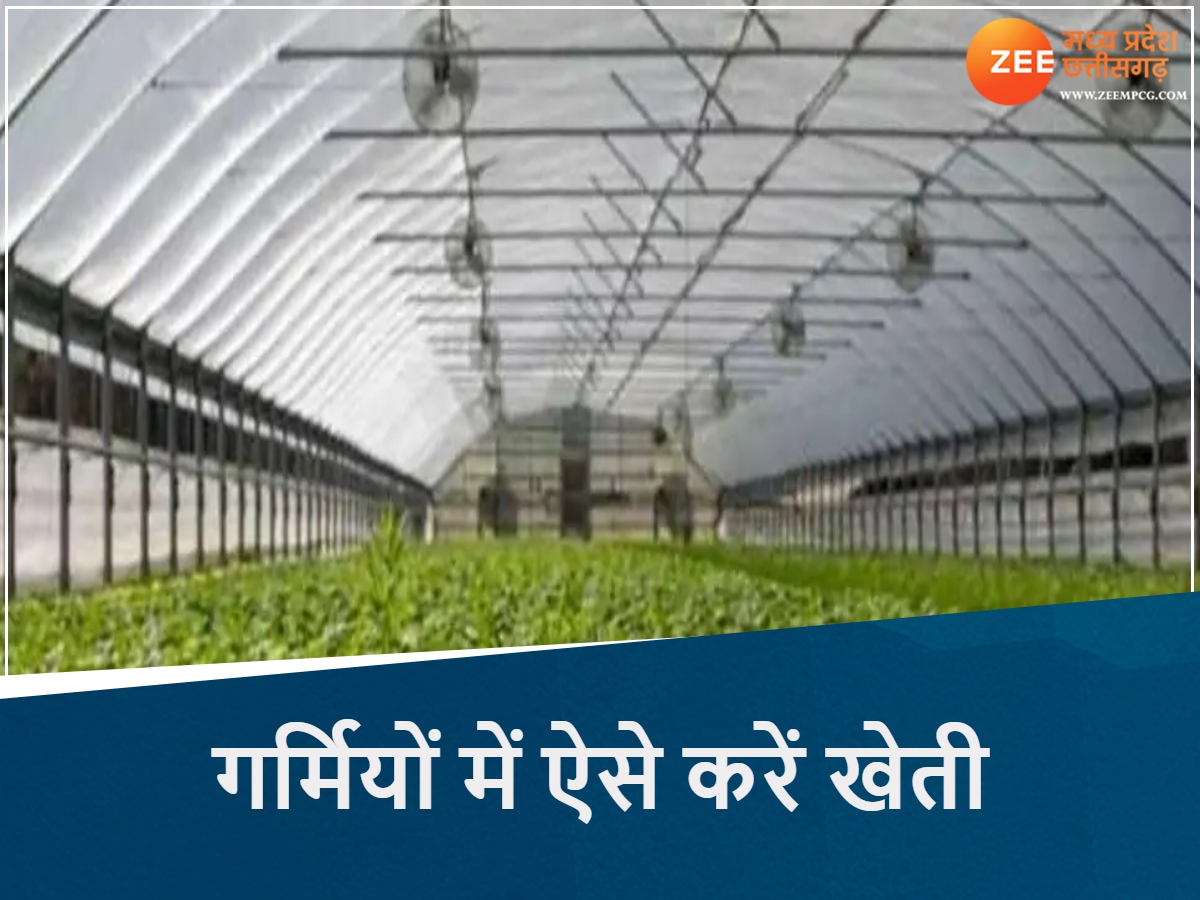 पहले सूने पड़े रहते थे खेत, अब गर्मियों में भी हो रही खीरा-ककड़ी की खेती, MP के किसानों नें अपनाई ये तकनीक पहले सूने पड़े रहते थे खेत, अब गर्मियों में भी हो रही खीरा-ककड़ी की खेती, MP के किसानों नें अपनाई ये तकनीक