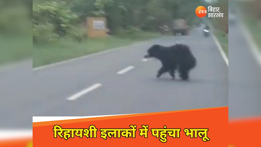 जंगल से भटका भालू रिहायशी इलाकों में पहुंचा, वन विभाग ने चलाया रेस्क्यू ऑपरेशन