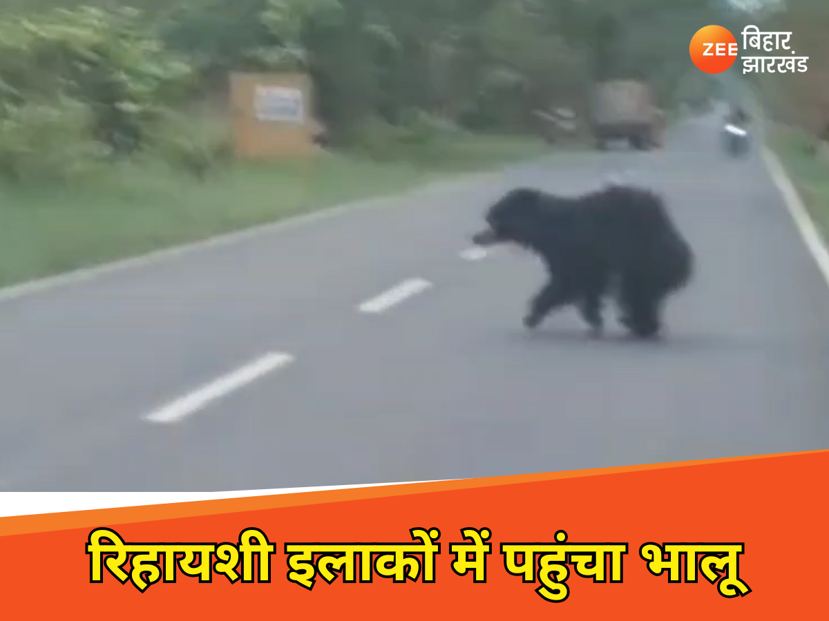 जंगल से भटका भालू रिहायशी इलाकों में पहुंचा, वन विभाग ने चलाया रेस्क्यू ऑपरेशन जंगल से भटका भालू रिहायशी इलाकों में पहुंचा, वन विभाग ने चलाया रेस्क्यू ऑपरेशन