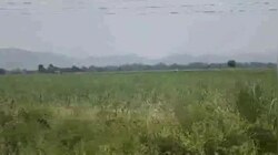 Bijnor Video: बिजनौर में सड़क किनारे घूमता दिखा खूंखार टाइगर, दहशत में लोग