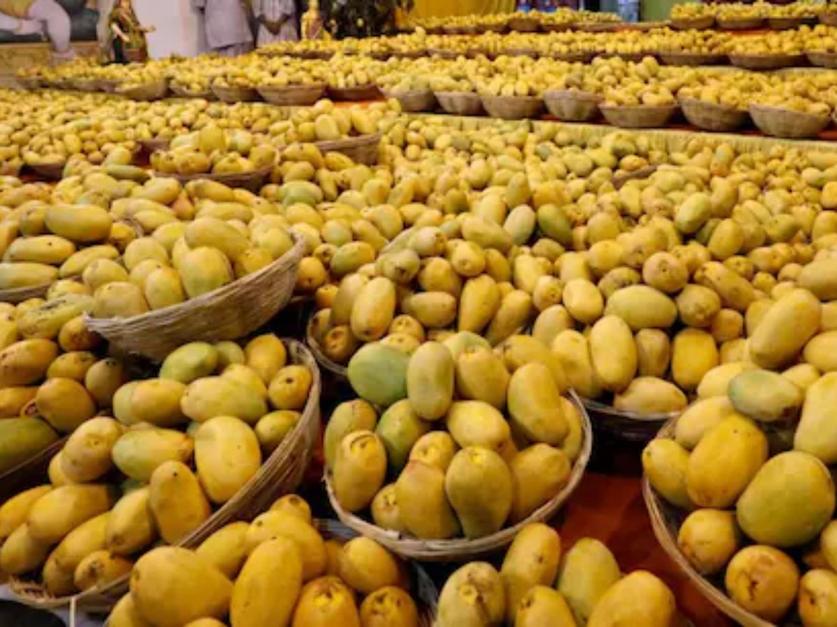 Mango Destroyed: ଆମ୍ବ ଫେରାଇଦେଲା ଆମେରିକା, କୋଟି କୋଟି ଟଙ୍କାର କ୍ଷତି ସହିଲା ଭାରତ Mango Destroyed: ଆମ୍ବ ଫେରାଇଦେଲା ଆମେରିକା, କୋଟି କୋଟି ଟଙ୍କାର କ୍ଷତି ସହିଲା ଭାରତ