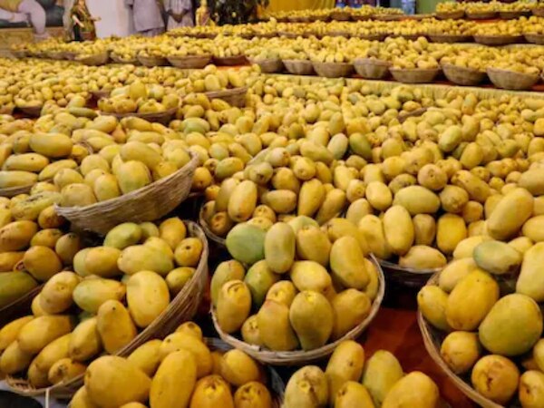 Mango Destroyed: ଆମ୍ବ ଫେରାଇଦେଲା ଆମେରିକା, କୋଟି କୋଟି ଟଙ୍କାର କ୍ଷତି ସହିଲା ଭାରତ