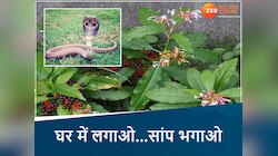  MP के इन इलाकों में करें सर्पगंधा की खेती, जबरदस्त होगी कमाई, सांप भी भागेंगे...