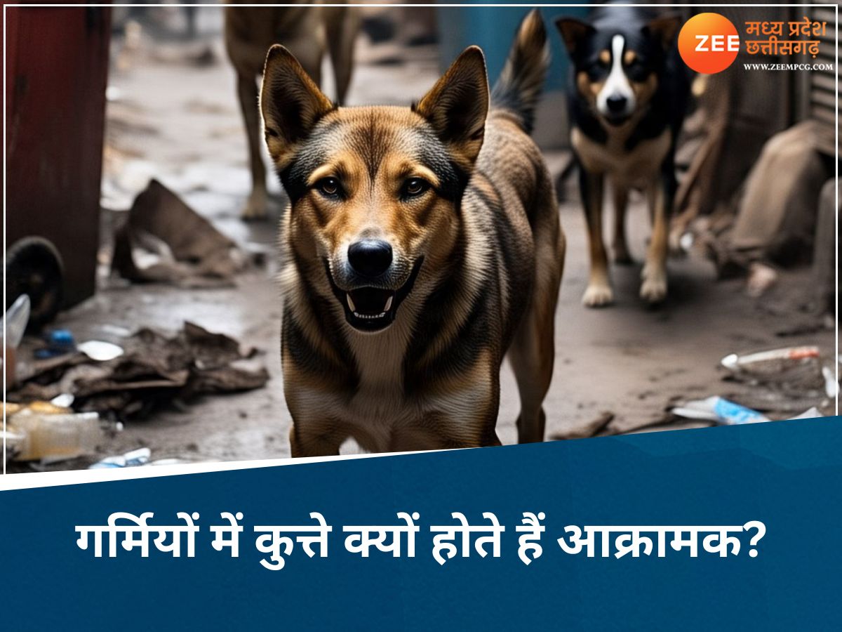 MP में खूंखार कुत्तों का आतंक! मुरैना से लेकर भोपाल तक लोगों में खौफ, निशाने पर बुजुर्ग और मासूम MP में खूंखार कुत्तों का आतंक! मुरैना से लेकर भोपाल तक लोगों में खौफ, निशाने पर बुजुर्ग और मासूम