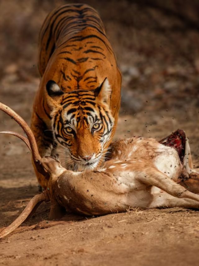 भारत के किस जंगल में हैं सबसे ज्यादा खतरनाक जानवर? यहां जाना खतरे से खाली नहीं