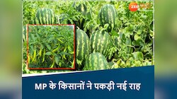 पुरानी फसलें छोड़, जबलपुर के किसानों ने पकड़ी नई राह, सब्जी-तरबूज की खेती से मालामाल