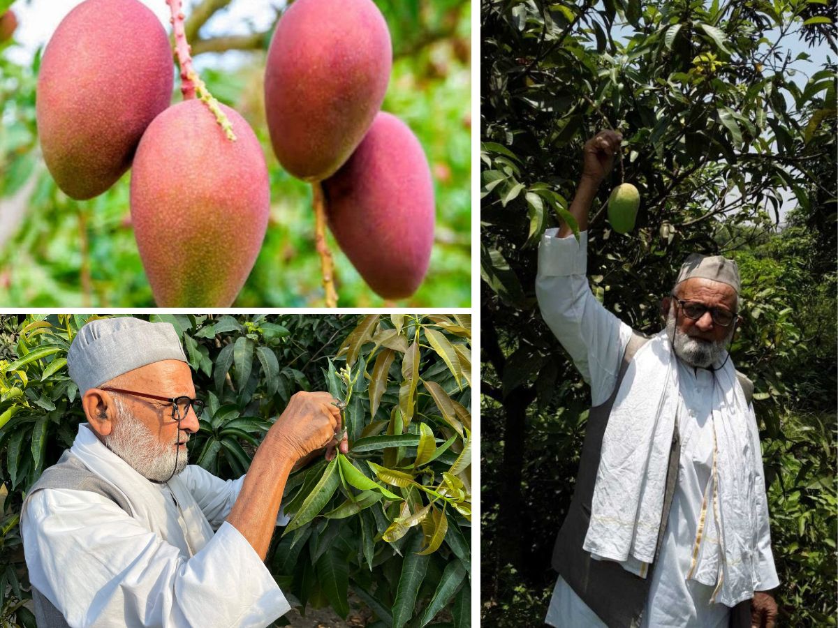 First mango tree in world which produce more than 300 variety ...