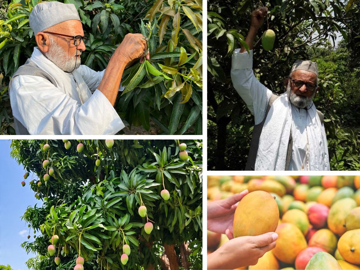 First mango tree in world which produce more than 300 variety ...