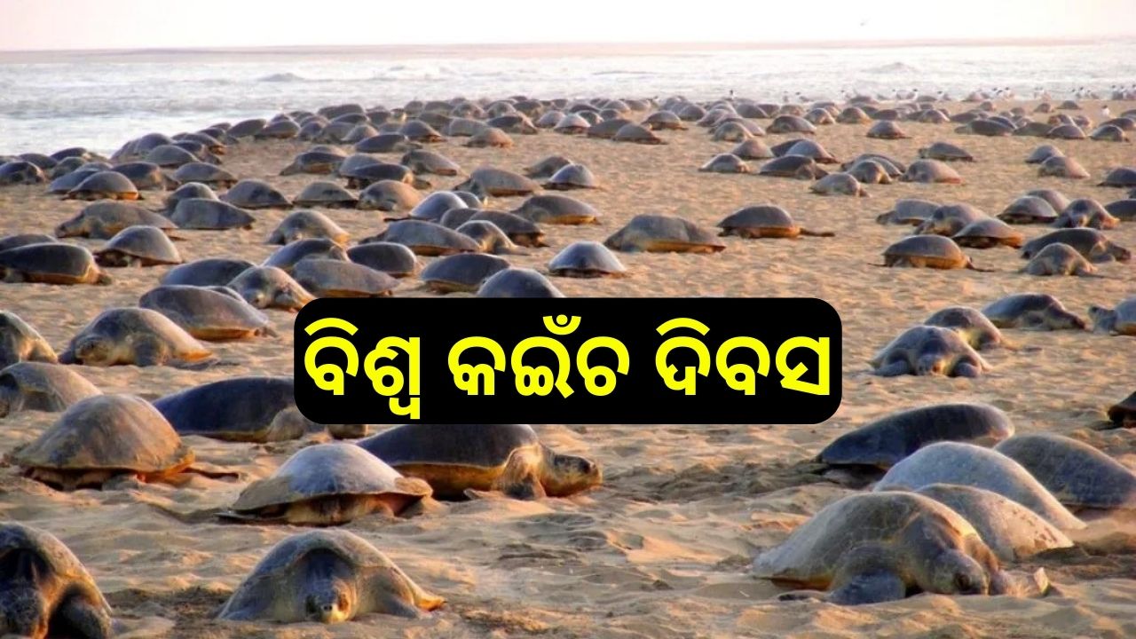 World Turtle Day : ଆଜି ହେଉଛି ବିଶ୍ବ କଇଁଚ ଦିବସ World Turtle Day : ଆଜି ହେଉଛି ବିଶ୍ବ କଇଁଚ ଦିବସ