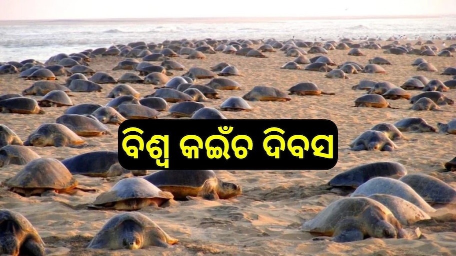 World Turtle Day : ଆଜି ହେଉଛି ବିଶ୍ବ କଇଁଚ ଦିବସ