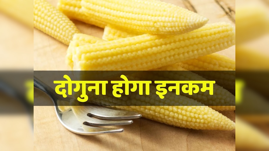 स्वीट बेबी कॉर्न से बहुरेंगे आपके दिन! आपको बस ये काम करना होगा