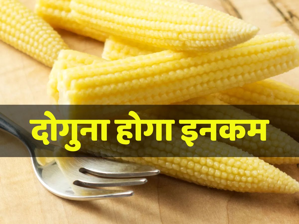 स्वीट बेबी कॉर्न से बहुरेंगे आपके दिन! आपको बस ये काम करना होगा स्वीट बेबी कॉर्न से बहुरेंगे आपके दिन! आपको बस ये काम करना होगा