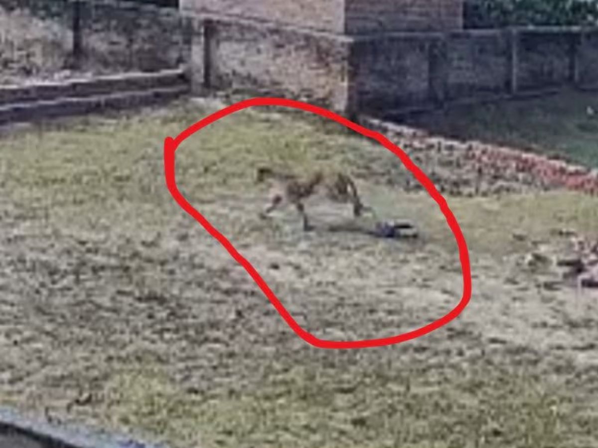 Leopard Enter Varanasi Area