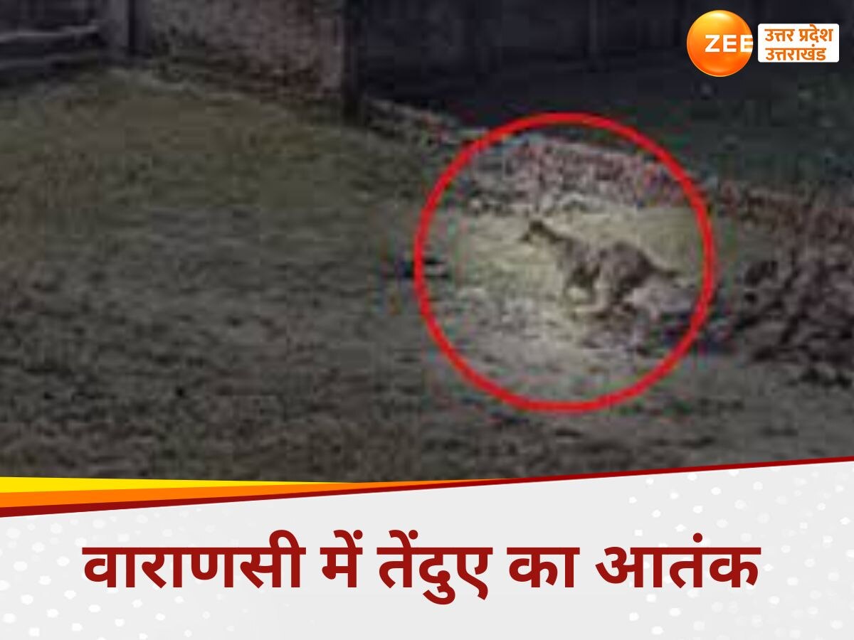  Leopard in Varanasi