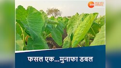 MP के किसानों के लिए सुनहरा मौका, गर्मियों में करें घुईयां की खेती