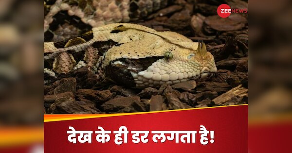 कभी देखा है दुनिया में सबसे लंबा नुकीले दांतों वाला सांप? सामना न हो तो ही अच्छा; फोटो देख डर जाते हैं लोग