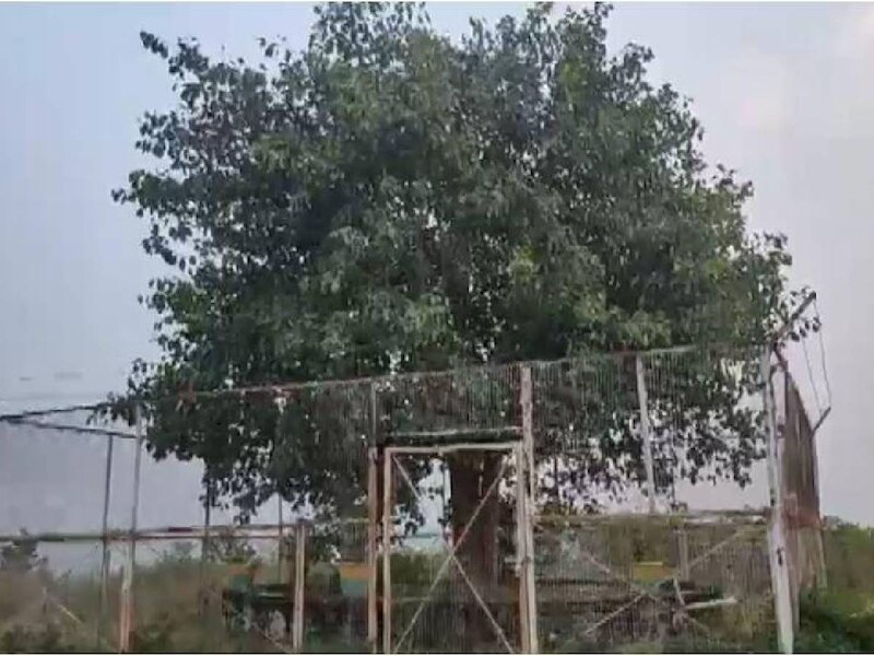 mp vvip tree salmatpur in raisen district bodhi tree z plus security ...