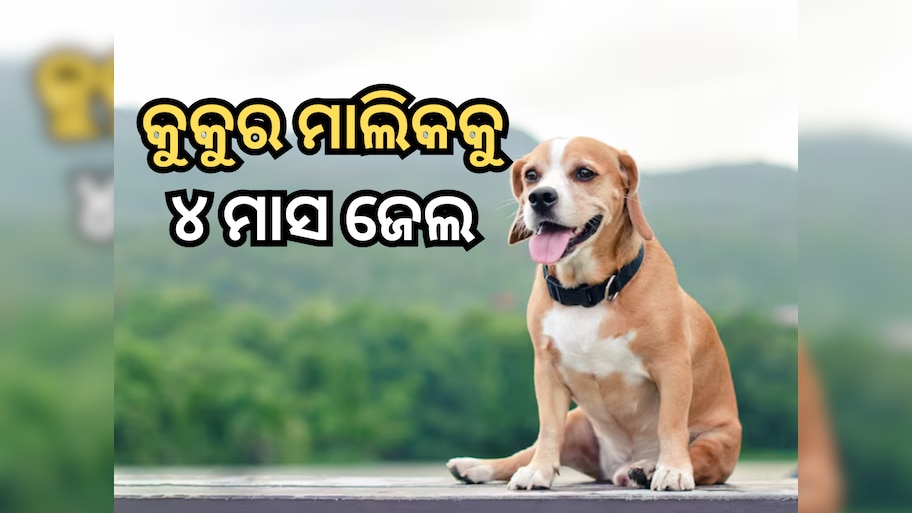Dog Bite Case: ପଡ଼ୋଶୀକୁ କୁକୁର କାମୁଡ଼ିଲା, ଚାରି ମାସ ପାଇଁ ପୋଷା କୁକୁର ମାଲିକକୁ ଜେଲ ପଠାଇଲେ କୋର୍ଟ